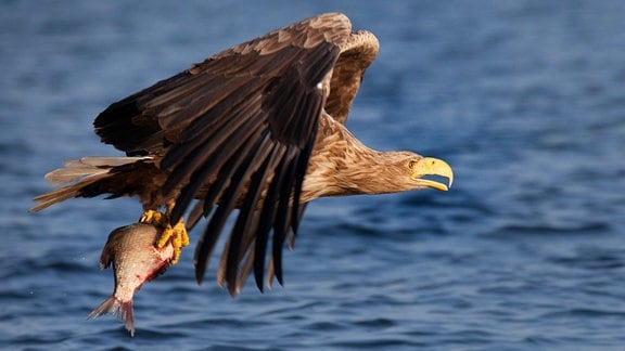 Seeadler im Flug; mit einem erbeuteten Fisch in den Klauen.