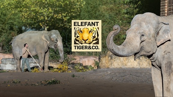 Sendungslogo "Elefant, Tiger & Co" dahinter Elefanten und ein Pfleger im Elefantengehege des Leipziger Zoos