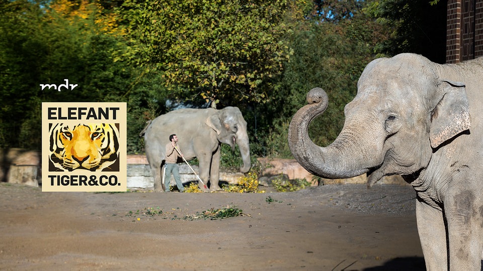 Mdr Mediathek Elefant Tiger Und Co Mdr Mediathek Elefant Tiger Und Co