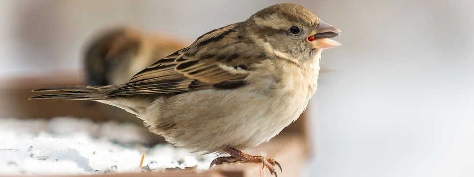 Teilnahme Rekord Bei Der Wintervogelzahlung Aber Wo Sind Die Meisen Mdr De