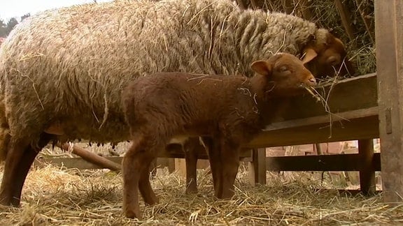 Ein Lamm mit seiner Mutter beim fressen.