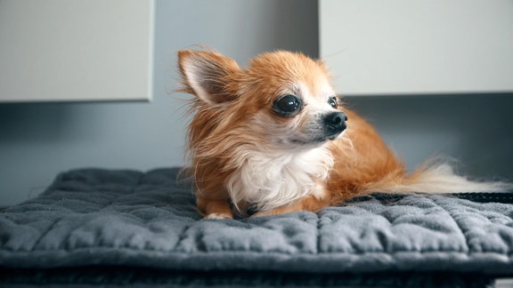 Chihuahua Loui