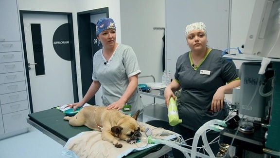 Tyson, eine französische Bulldogge, muss nach einem Unfall das rechte Auge entfernt werden. 