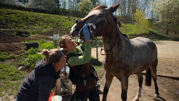 Tierärztin Julia Nestler untersucht die Zähne von Reitpferd Tabitha.