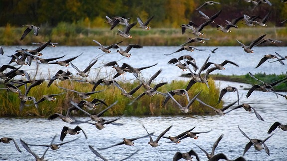 Gänse brechen von einem See auf.