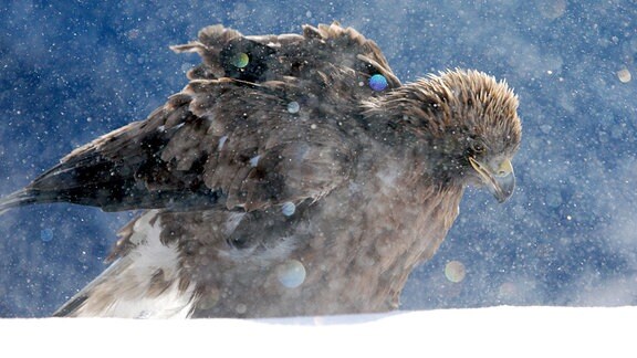 Für junge Steinadler ist der erste Winter ohne ihre Eltern schwer zu meistern.
