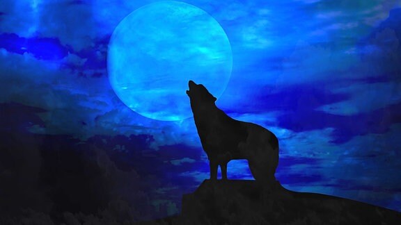 Ein Wolf heult nachts den Mond an