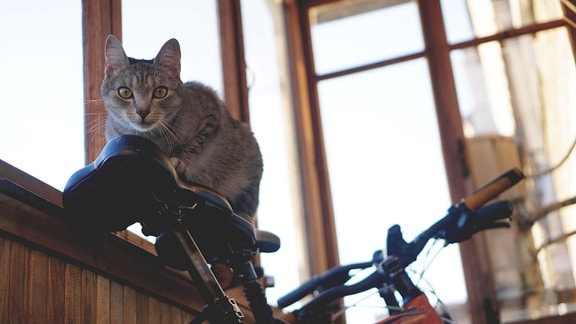 Katze sitzt auf Fahrrad