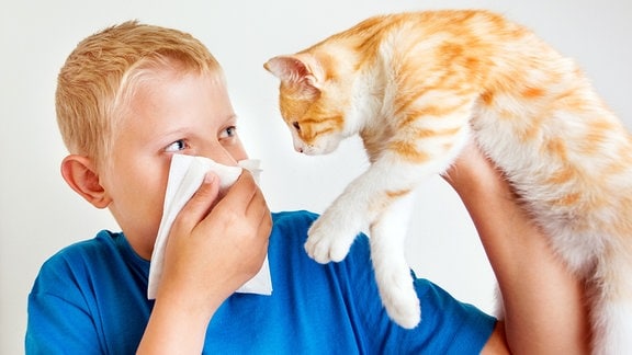 Symbolfoto Katzenallergie - ein Junge hebt eine Hatze und hält sich ein Taschentuch vor die Nase.