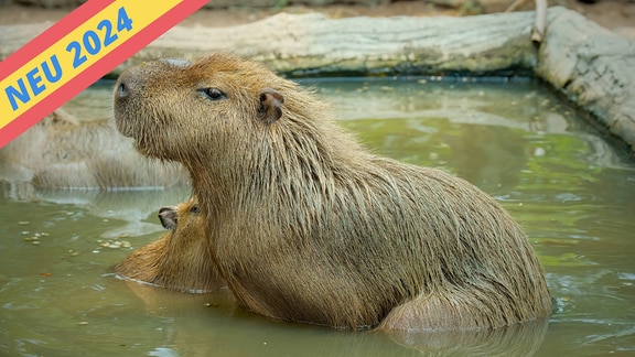 Wasserschwein oder Capybara