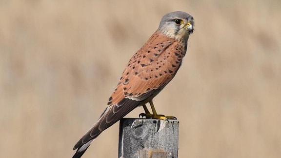 Faszination Vögel – Turmfalke