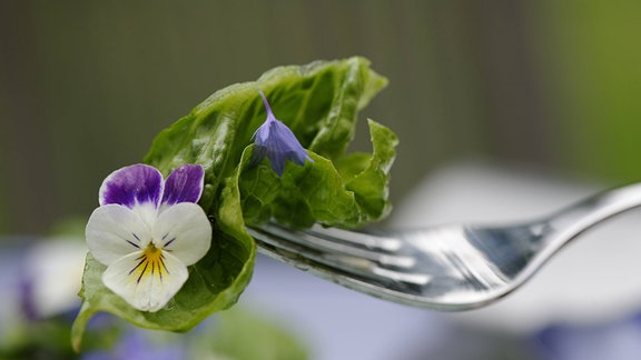 Knackiger Blattsalat mit frischen essbaren Blüten, Kornblumen und Hornveilchen 