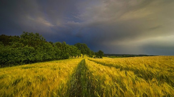 Aufziehendes Gewitter über einem Gerstenfeld