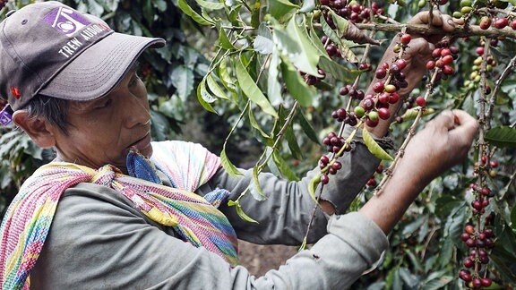 Kaffeeernte auf einer Kaffeeplantage der COCLA, einer Kaffee-Kooperative in Quillabamba (Peru).
