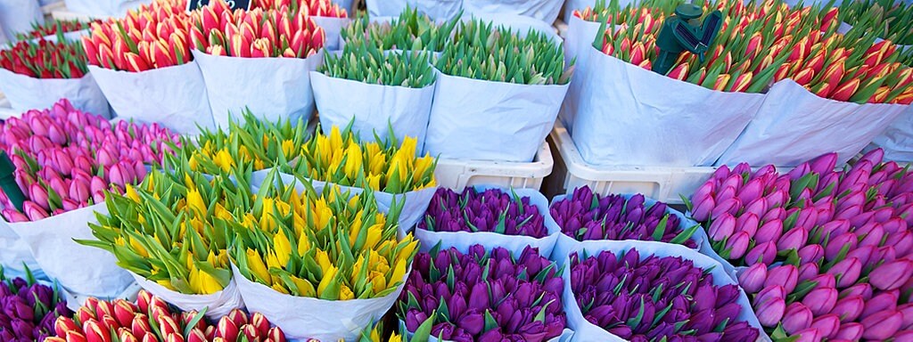 Tulpen Pflanzen Und Pflegen Mdr De