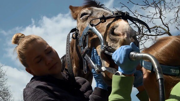 Zahnbehandlung bei einem Pferd