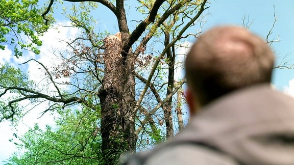 Ein Mann schaut auf einen toten Baum