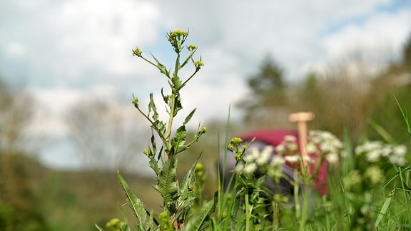 Eine Pflanze in der Natur