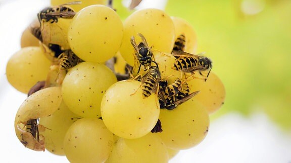 Zahlreiche Wespen fressen an reifen Weintrauben.