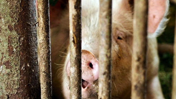 Ein Schwein guckt durch die Gitterstäbe seines Stalles