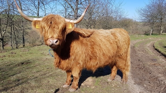 Ein Hochlandrind steht auf einem Feldweg.