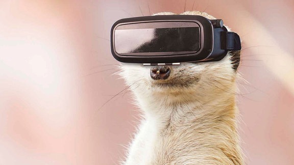 Ein Erdmännchen mit einer VR-Brille