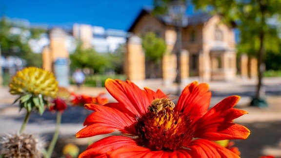 Auf einer roten Blume sitzt eine Biene, dahinter ist ein Haus aus Ziegelstein zu sehen.