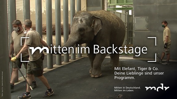 Mann führt Elefant durch Elefantenhaus an dicken Gitterstäben vorbei Berliner Elefantin kommt im Leipziger Zoo an.