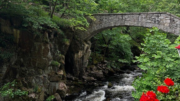 Eine schmale, steinerne Brücke über der Bode im Harz, der Fluss ist von Bäumen umgeben, im Vordergrund sind rote Blumen zu sehen. 