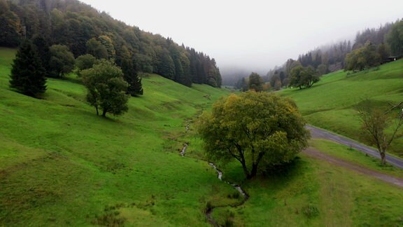 Bachlauf mit Laubbaum eingerahmt von zwei bewaldeten Hügeln 