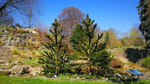 Drachenschwanzbäume im Botanischen Garten Jena.