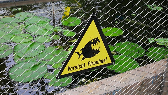 Piranha-Teich im Botanischen Garten Jena.