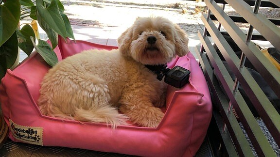 Hund Honey im Körbchen mit GoPro