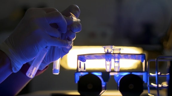  Hände in blauen Einmalhandschuhen halten ein Teströhrchen aus dem Labor - im Hintergrund stecken weitere Reagenzien in einer Halterung.