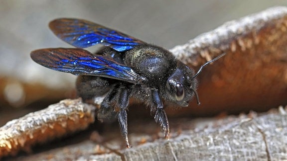 Eine Blaue Holzbiene (Xylocopa violacea)