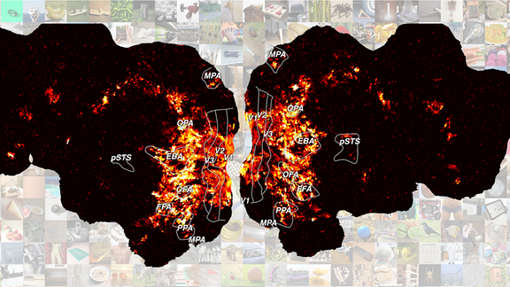 Die Hirnaktivität der Studienteilnehmer*innen wurde im MRT-Scanner über 15 Sitzungen hinweg gemessen, während diese über 8.000 verschiedene Objektbilder von 720 Objekten sahen.  