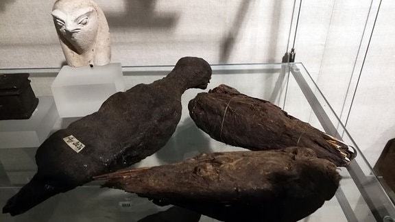 Falken-Mumien im Ägyptischen Museum Leipzig