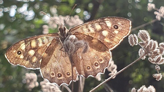 Nahaufnahme Schmetterling sitzt auf kleinem Zweig mit ausgespannten Flügeln bei Gegenlicht, auffälliges braun-weißes Muster, zwei lange Fühler, Hintergrund unscharf Bäume