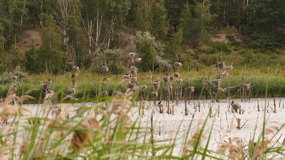 In einem See mit daraus herausragenden Bäumen brüten Kormorane in Nestern.