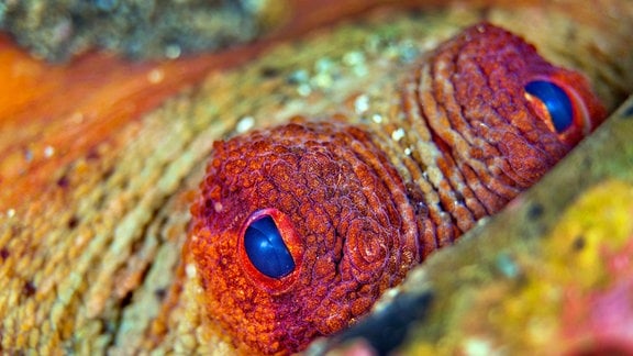 Die Augen eines bunt eingefärbten Oktopus