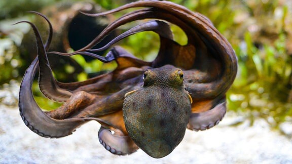 Ein dunkel eingefärbter Oktopus schwimmt im klaren Wasser