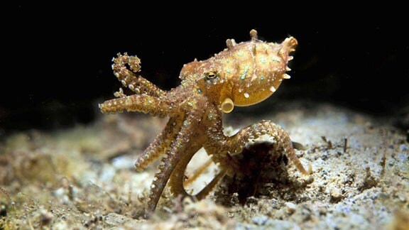 Ein Oktopus untersucht einen Gegenstand auf dem Meeresboden
