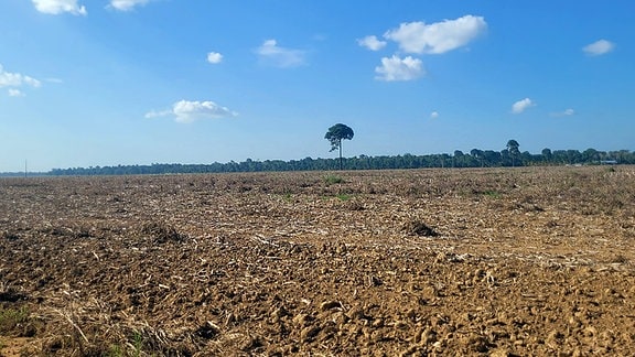 Für Sojaproduktion entwaldetes Land im brasilianischen Amazonasgebiet.