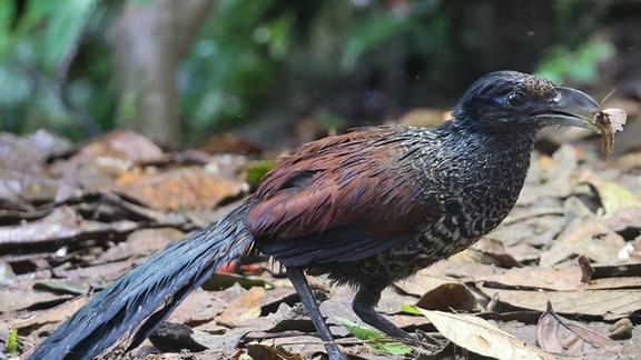 Der Bindengrund-Kuckuck (Neomorphus radiolosus, links) und die Purpurbrust-Amazilie, ein Kolibri (Polyerata rosenbergi), gehören zu den Vögeln, die auf tropischen Wiederbewaldungsflächen in Ecuador nachgewiesen wurden. 