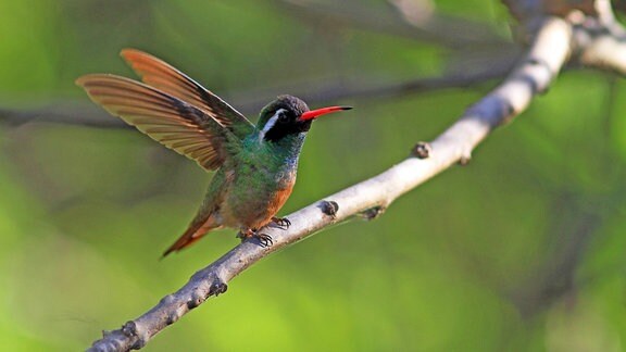 Ein Kolibri