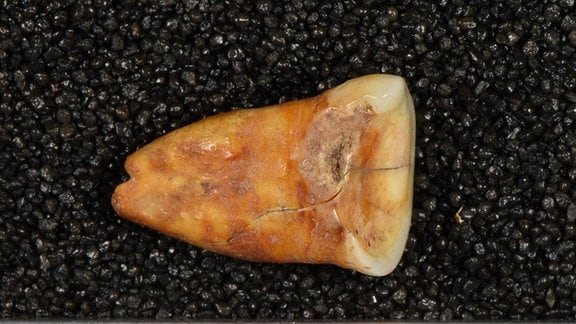 Menschlicher Zahn aus der Taforalt-Höhle in Marokko mit starker Abnutzung und Karies.
