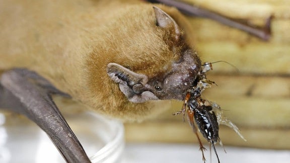 Aus dem Maul einer Fledermaus hängt ein Insekt