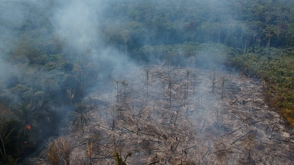 Brasilianischer Regenwald Abholzung Lohnt Sich Nicht Mdr De