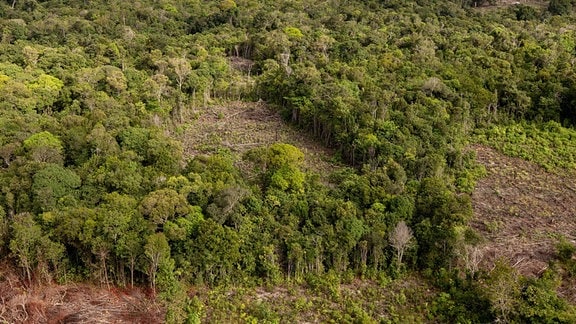 Abgeholzte Fläche am oberen Rio Negro des Amazonasgebiets in Brasilen