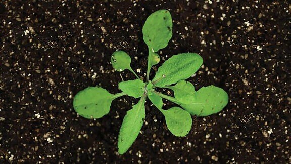 Mithilfe der Acker-Schmalwand (Arabidopsis thaliana) wurden schon mehrere bedeutende biologische Entdeckungen gemacht. Auch bei der Epigenetik spielt sie eine Rolle.